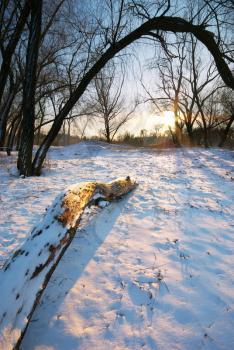 Winter in forest. Nature composition.