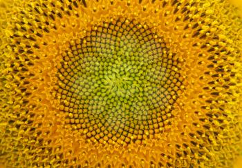 Sunflower texture. Element of design.