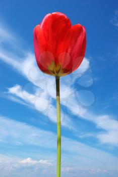 Tulip on sky background. Nature composition