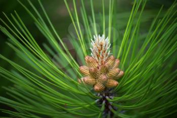 Young cones of spruce. Nature composition.