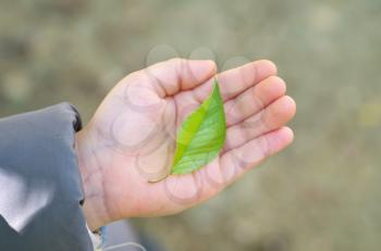 Green leaf in child hand. Care nature scene.