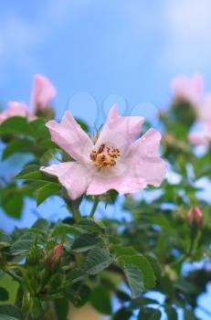 Dogrose flower and water drops. Nature composition.