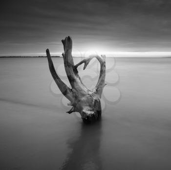 Snag on the shore. Beautiful monochrome nature composition.
