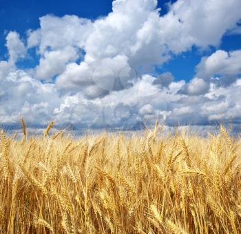 Meadow of wheat. Nature composition. 