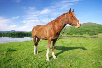 Young horse standing on green meadow near lake. Nature scene.