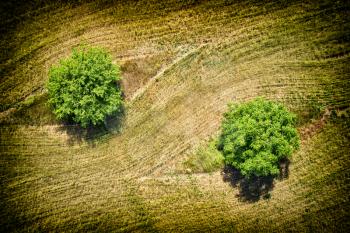 Tree from above in meadow. Aerial drone view. 