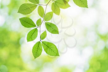 Spring leaf of beech tree and beautiful bokeh background. Nature scene.