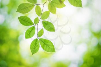 Spring leaf of beech tree and beautiful bokeh background. Nature scene.