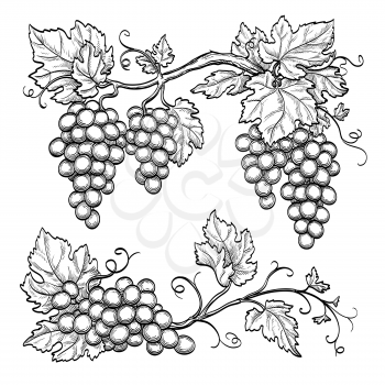Grape branches isolated on white background. Hand drawn vector illustration.