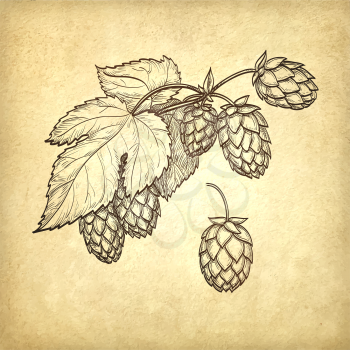 Hand drawn vector illustration of hops on old paper background. Hand drawn vector illustration. Retro style.
