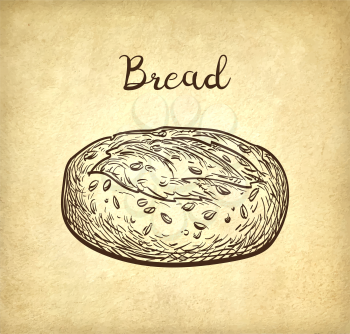 Whole grain bread. Hand drawn vector illustration on old paper background. Vintage style.