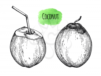 Ink sketch of young green coconuts. Isolated on white background. Hand drawn vector illustration. Retro style.