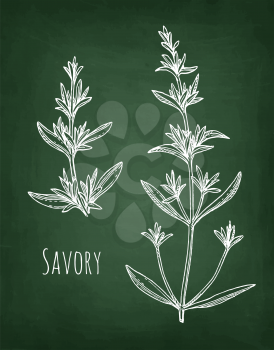 Savory set. Chalk sketch on blackboard background. Hand drawn vector illustration. Retro style.