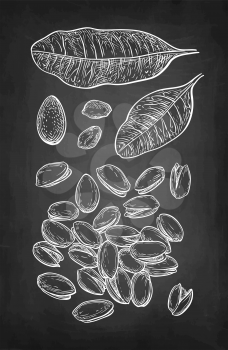 Pistachio nuts set. Chalk sketch on blackboard background. Hand drawn vector illustration. Retro style.