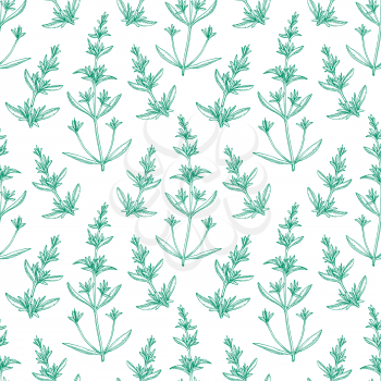 Seamless pattern with savory. Summer or spring background. Hand drawn vector illustration.