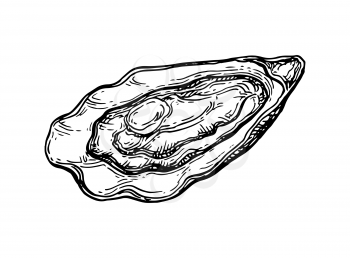 Oyster ink sketch. Isolated on white background. Hand drawn vector illustration. Retro style.