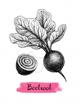 Beetroot with tops. Ink sketch isolated on white background. Hand drawn vector illustration. Retro style.