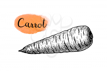 Ink sketch of carrot isolated on white background. Hand drawn vector illustration. Retro style.