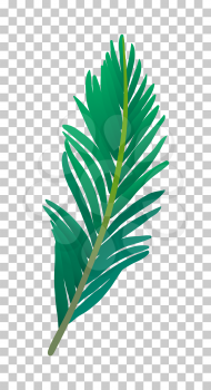 Vector illustration of palm tree leaf. Isolated on white background.