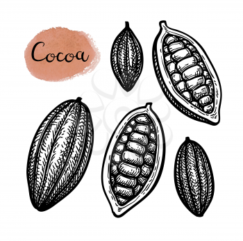 Cocoa set. Ink sketch isolated on white background. Hand drawn vector illustration. Retro style.