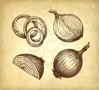 Ink sketch of onion on old paper background. Hand drawn vector illustration. Retro style.