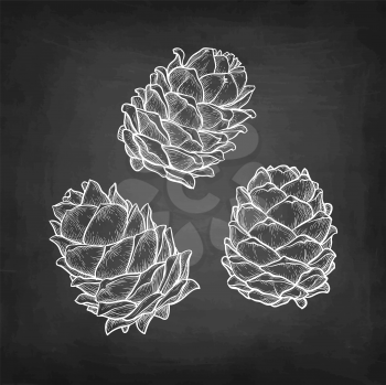 Chalk sketch of pine nut on blackboard background. Hand drawn vector illustration. Retro style. 