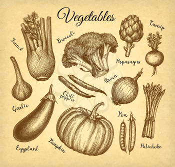 Vegetables set. Ink sketch isolated on old paper background. Hand drawn vector illustration. Retro style.
