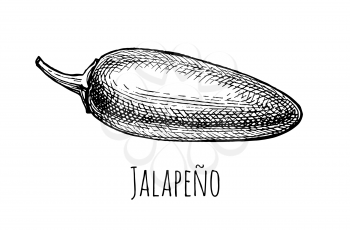 Jalapeno. Chili pepper pod. Ink sketch isolated on white background. Hand drawn vector illustration. Retro style.