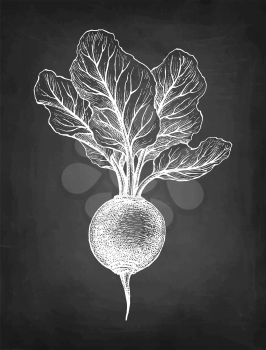 Beetroot with tops. Chalk sketch on blackboard background. Hand drawn vector illustration. Retro style.