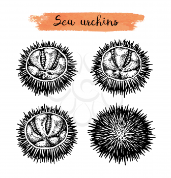 Sea urchins. Ink sketch of seafood. Hand drawn vector illustration isolated on white background. Retro style.