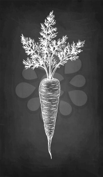 Carrot with tops. Chalk sketch on blackboard background. Hand drawn vector illustration. Retro style.