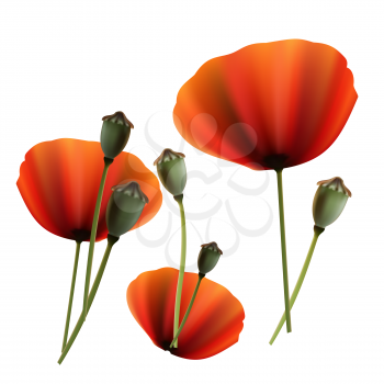 Set of Poppy green and red capsule on stalk closeup on white background