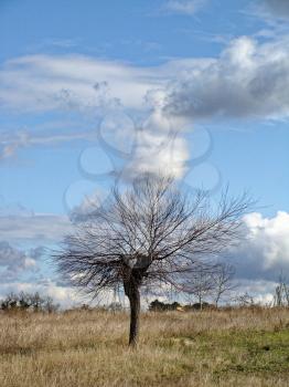 Lonely tree without leaves in late autumn in field. Infinite blue sky with clouds. Fantastic rural landscape. feeling of desolation