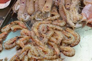 Fresh King Prawns Mazzancolle  of Mediterranean cooking  on the shelves, the tables of the fish market