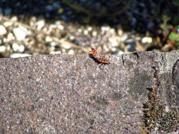 Pair of red insect bugs romantically connected for continuation of family. Beetles on the gray stone in mountains