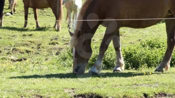 Herd of dark horses graze in meadows of Italy. Green fields on Sunny summer day.