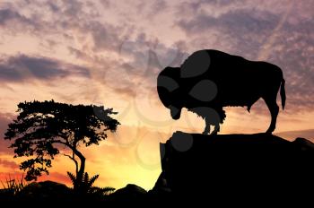 Silhouette of the buffalo on the hill at sunset savanna