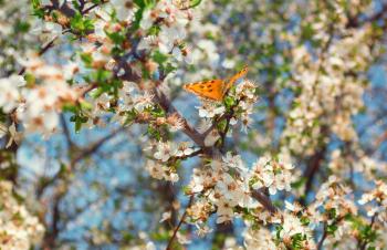 Concept of the spring season. Cherry blossoms and a butterfly on a branch