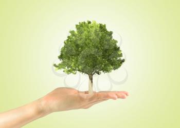 Concept of growth potential in the business. Miniature tree in a human hand