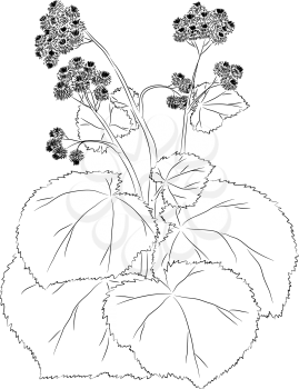 The burdock sketch. Graphic work. There is a variant in a vector.