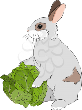Vector illustration depicting a gray rabbit, holding a cabbage.