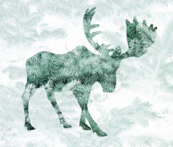 Double exposure with the silhouette of a moose and pine needles of spruce.