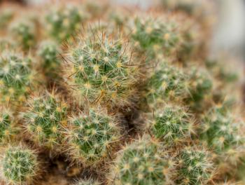 Background with bright prickly cactus mammilyariya. Shallow depth of field.