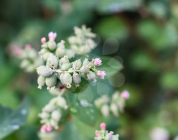Blooming snowberry among green leaves.