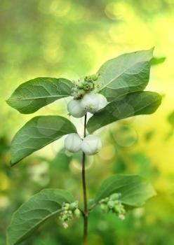 Sprig snowberry with fruits on a background of green foliage.