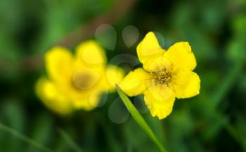 Silverweed, Potentilla anserina flower. Shallow depth of field. Focus in the center of the flower.