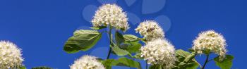 Inflorescences puzyreplodnika kalinolistnogo, Physocarpus opulifolius, summer on blue sky background.