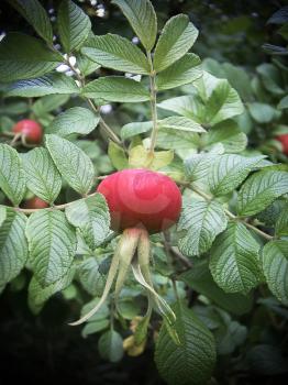 Ripe fruit of wild rose in green leaves in summer.