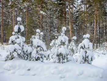 Beautiful picture of young pine trees after a heavy snowfall.