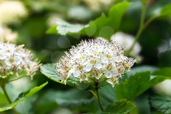 Inflorescences puzyreplodnika kalinolistnogo, Physocarpus opulifolius, on a Sunny summer day.